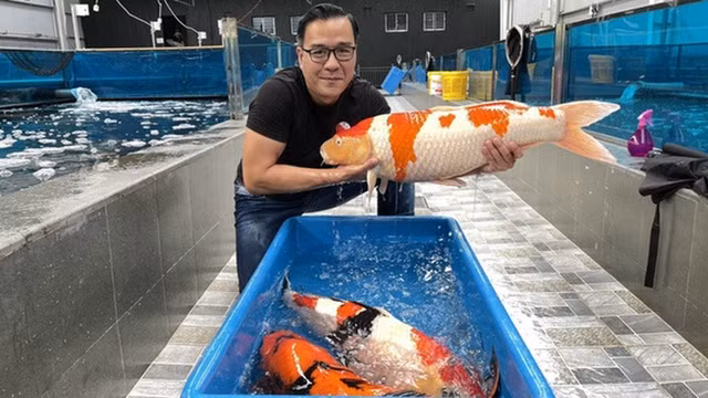 Dai gia Viet dau tu hang chuc ty de tau nhung con ca Koi 'sieu pham'-Hinh-9