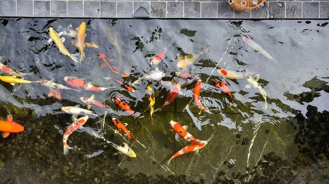 Đại gia Việt đầu tư hàng chục tỷ để tậu những con cá Koi 'siêu phẩm' - Hình 2 Dai gia Viet dau tu hang chuc ty de tau nhung con ca Koi 'sieu pham'-Hinh-2