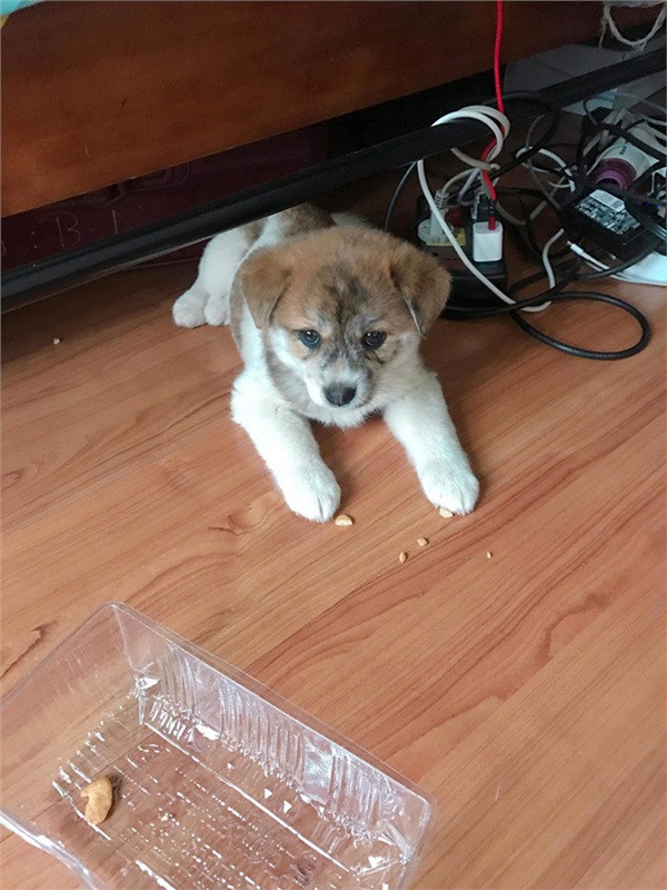 Tham hoa mua hang truc tuyen: 'Treo' Poodle lai Nhat, 'ban' cho ta-Hinh-2