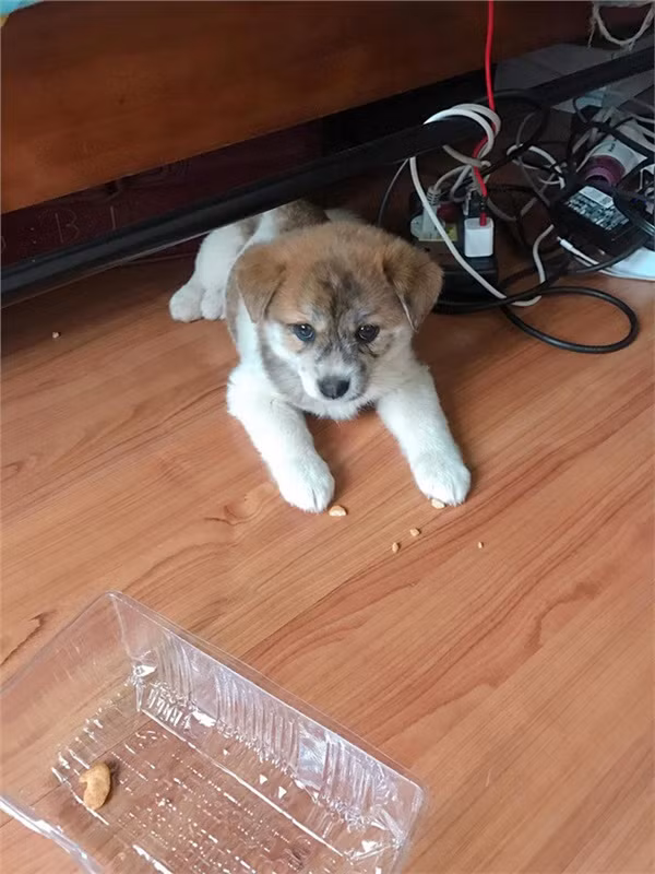 Tham hoa mua hang truc tuyen: 'Treo' Poodle lai Nhat, 'ban' cho ta-Hinh-2