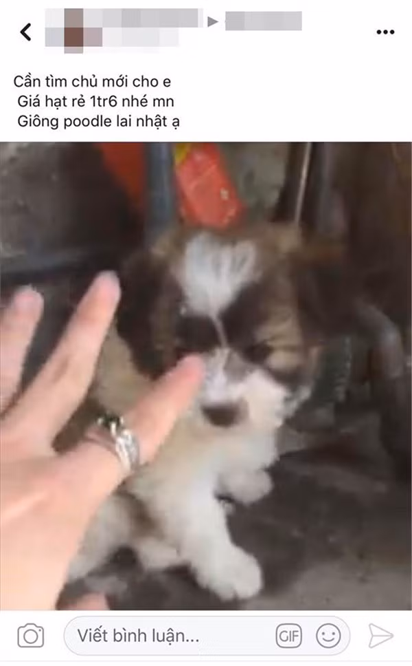 Tham hoa mua hang truc tuyen: 'Treo' Poodle lai Nhat, 'ban' cho ta