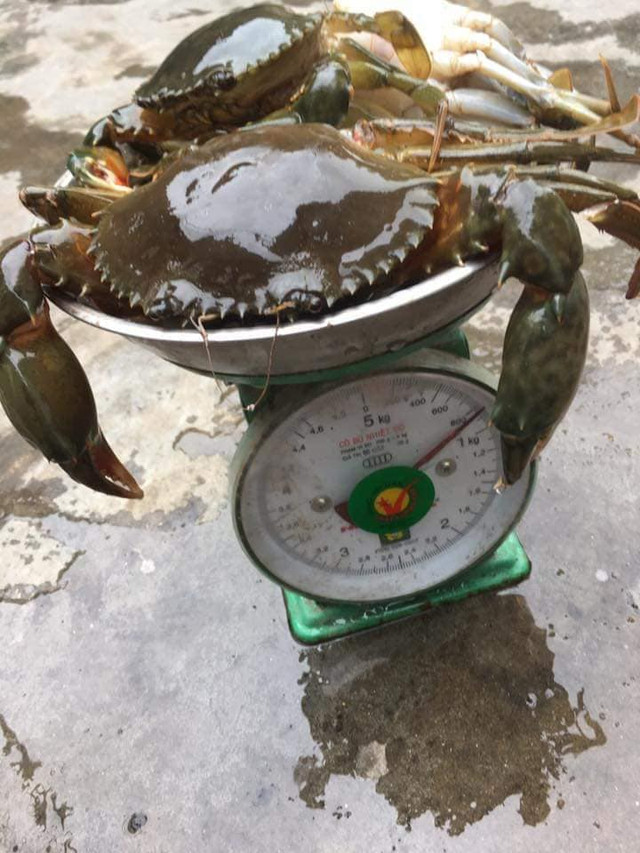 Đắng lòng chàng trai vớ phải cua 2,5kg độn 1,9kg dây Dang long chang trai vo phai cua 2,5kg don 1,9kg day
