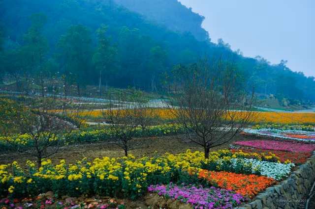 Du xuan dau nam: Vuon hoa 15 hecta dep ruc ro o Ninh Binh