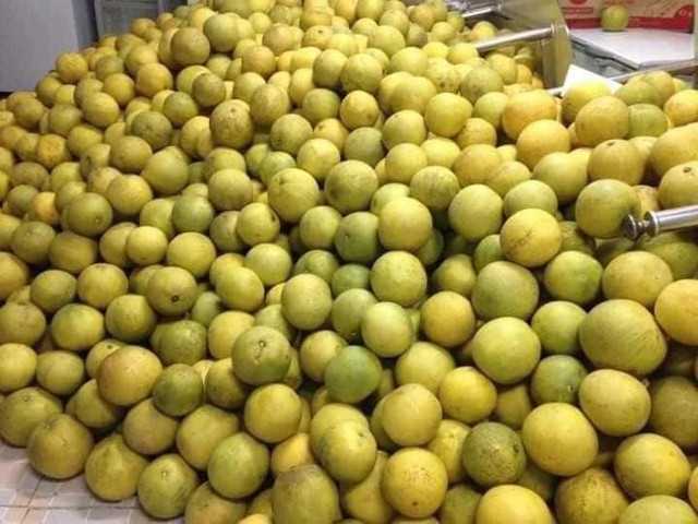 Bất ngờ bưởi “đặc sản” giá “rẻ hơn rau” đổ bị thị trường Việt Bat ngo buoi “dac san” gia “re hon rau” do bi thi truong Viet