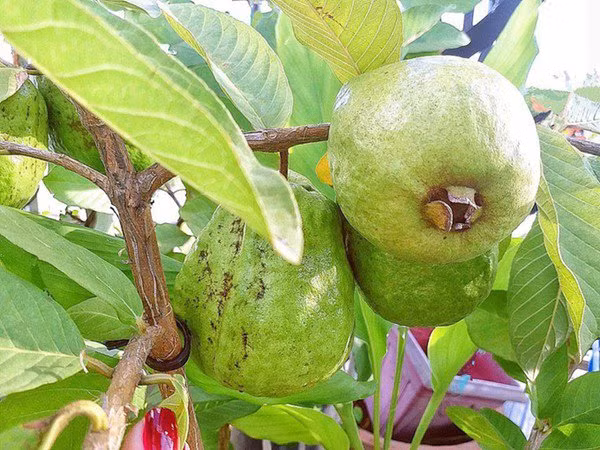 Di xem ngoi nha vuon nhieu rau trai cua nguoi dep Elly Tran-Hinh-10