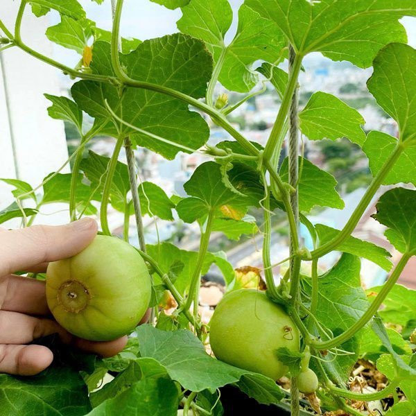 Đi xem ngôi nhà vườn nhiều rau trái của người đẹp Elly Trần - Hình 8 Di xem ngoi nha vuon nhieu rau trai cua nguoi dep Elly Tran-Hinh-8