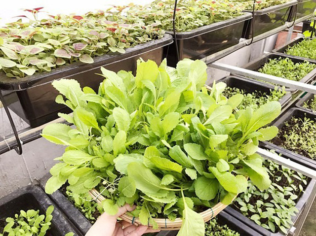 Đi xem ngôi nhà vườn nhiều rau trái của người đẹp Elly Trần - Hình 11 Di xem ngoi nha vuon nhieu rau trai cua nguoi dep Elly Tran-Hinh-11