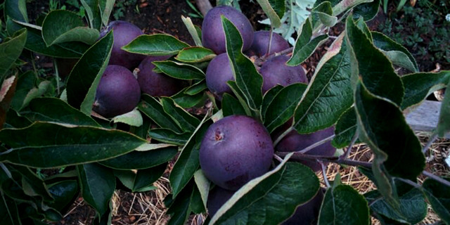 Tao kim cuong den co gi dac biet ma gia gan nua trieu dong/qua?-Hinh-10