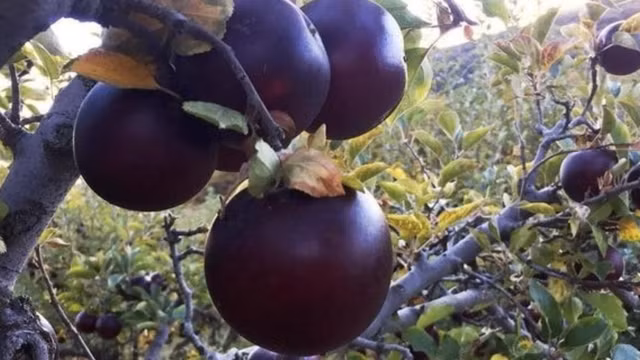 Tao kim cuong den co gi dac biet ma gia gan nua trieu dong/qua?-Hinh-6