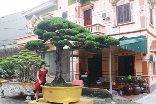 Đại gia sẵn sàng chi tiền tỷ mua cây tùng la hán độc đáo - Hình 5 Dai gia san sang chi tien ty mua cay tung la han doc dao-Hinh-5