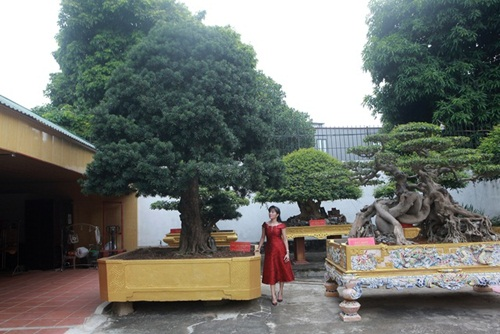Đại gia sẵn sàng chi tiền tỷ mua cây tùng la hán độc đáo - Hình 6 Dai gia san sang chi tien ty mua cay tung la han doc dao-Hinh-6