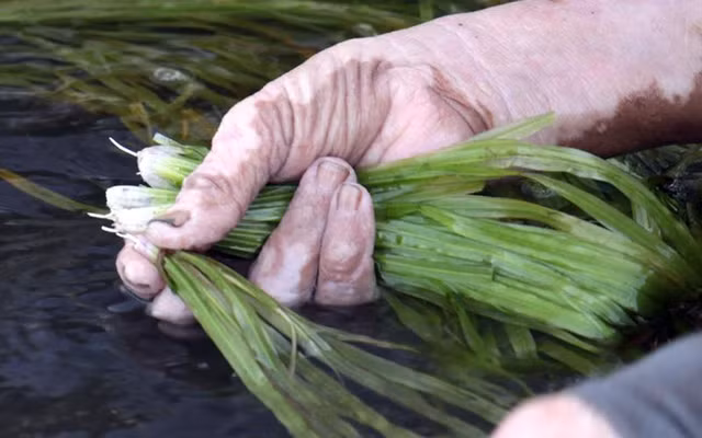 3 loai co dai nay la 'kho vang' cua nong dan-Hinh-3