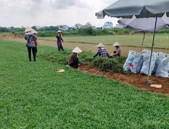 3 loai co dai nay la 'kho vang' cua nong dan-Hinh-8