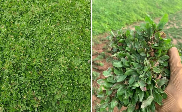 3 loai co dai nay la 'kho vang' cua nong dan-Hinh-10