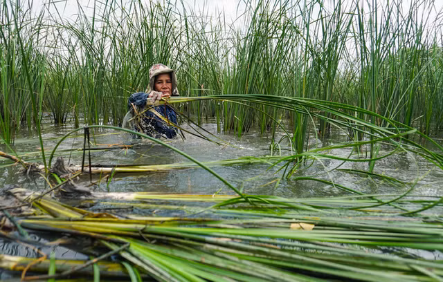 3 loai co dai nay la 'kho vang' cua nong dan-Hinh-7