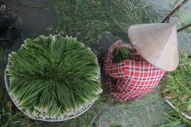3 loài cỏ dại nay là 'kho vàng' của nông dân 3 loai co dai nay la 'kho vang' cua nong dan