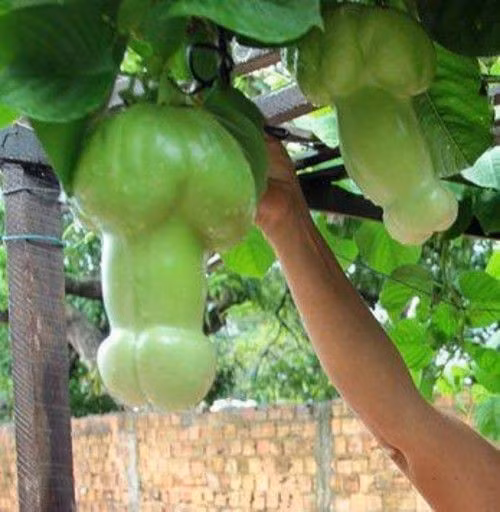 Doc la nhung loai qua hinh dang qua nhay cam-Hinh-5