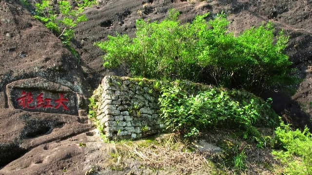 Những bí mật về loại trà đắt nhất thế giới Đại Hồng Bào - Hình 6 Nhung bi mat ve loai tra dat nhat the gioi Dai Hong Bao-Hinh-6