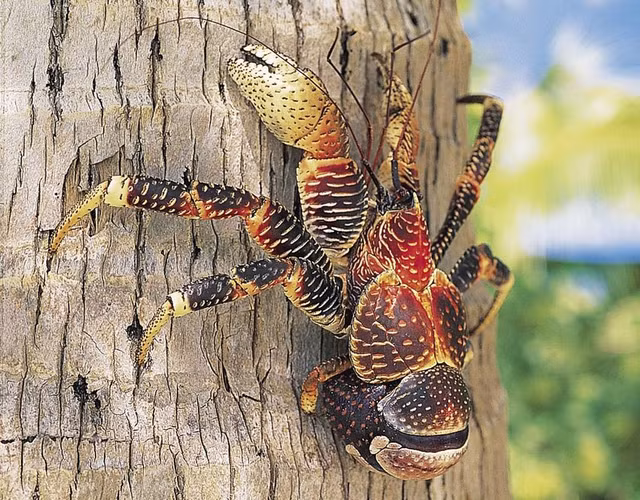 Cua dua co gi dac biet ma gia len toi 7 trieu dong/kg?