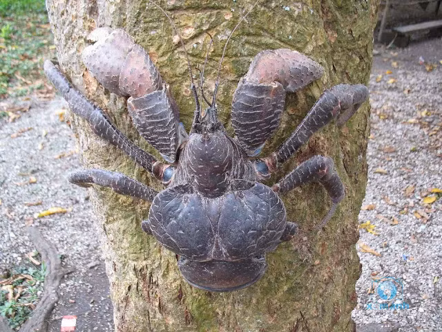 Cua dua co gi dac biet ma gia len toi 7 trieu dong/kg?-Hinh-7