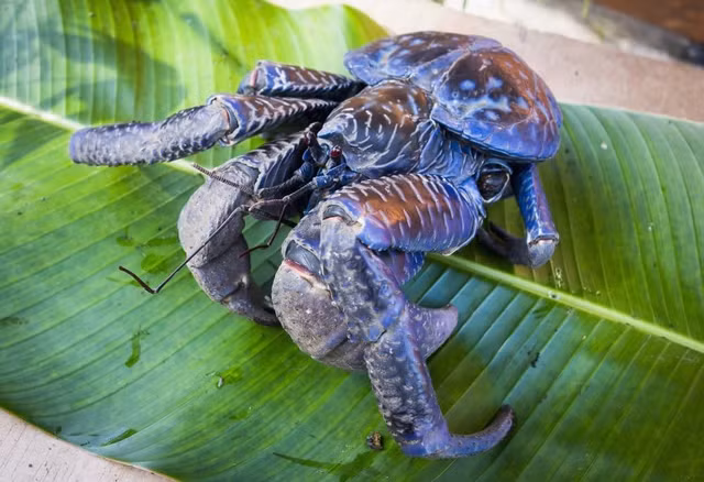 Cua dua co gi dac biet ma gia len toi 7 trieu dong/kg?-Hinh-3