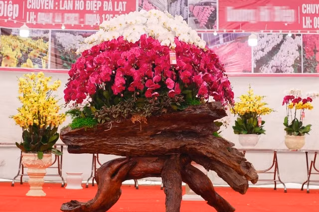 Can canh nhung chau Lan ho diep trong tren go lua tien ty hut khach choi Tet-Hinh-6