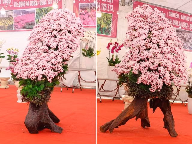 Can canh nhung chau Lan ho diep trong tren go lua tien ty hut khach choi Tet-Hinh-10