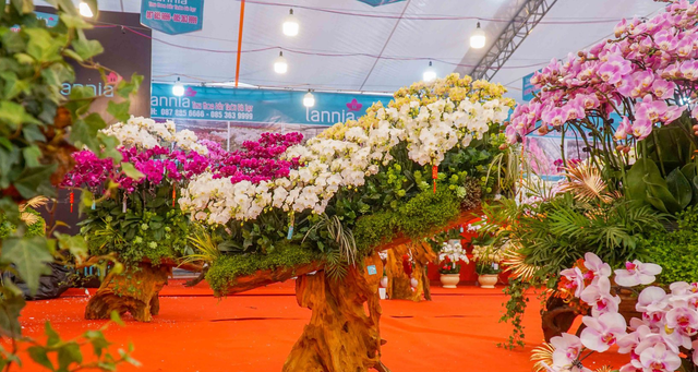 Cận cảnh những chậu Lan hồ điệp trồng trên gỗ lũa tiền tỷ hút khách chơi Tết - Hình 5 Can canh nhung chau Lan ho diep trong tren go lua tien ty hut khach choi Tet-Hinh-5