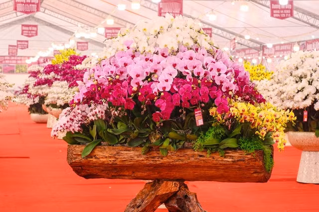 Can canh nhung chau Lan ho diep trong tren go lua tien ty hut khach choi Tet-Hinh-9