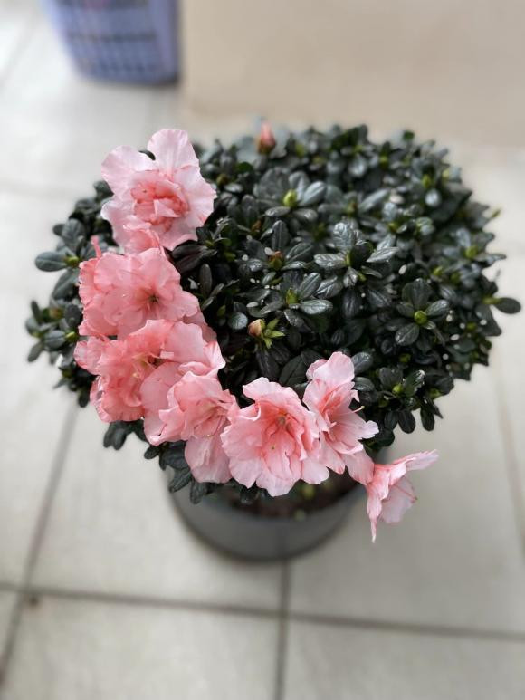 MC Thành Trung khoe penthouse rực sắc hoa đón Tết - Hình 5 MC Thanh Trung khoe penthouse ruc sac hoa don Tet-Hinh-5