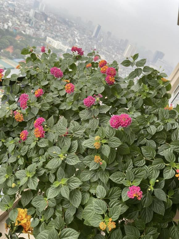 MC Thành Trung khoe penthouse rực sắc hoa đón Tết - Hình 4 MC Thanh Trung khoe penthouse ruc sac hoa don Tet-Hinh-4