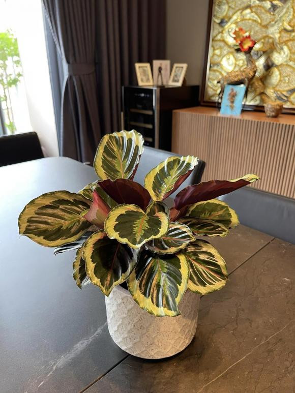 MC Thành Trung khoe penthouse rực sắc hoa đón Tết - Hình 6 MC Thanh Trung khoe penthouse ruc sac hoa don Tet-Hinh-6