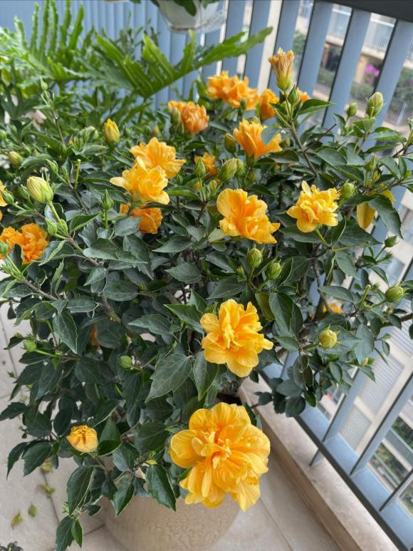 MC Thành Trung khoe penthouse rực sắc hoa đón Tết - Hình 7 MC Thanh Trung khoe penthouse ruc sac hoa don Tet-Hinh-7