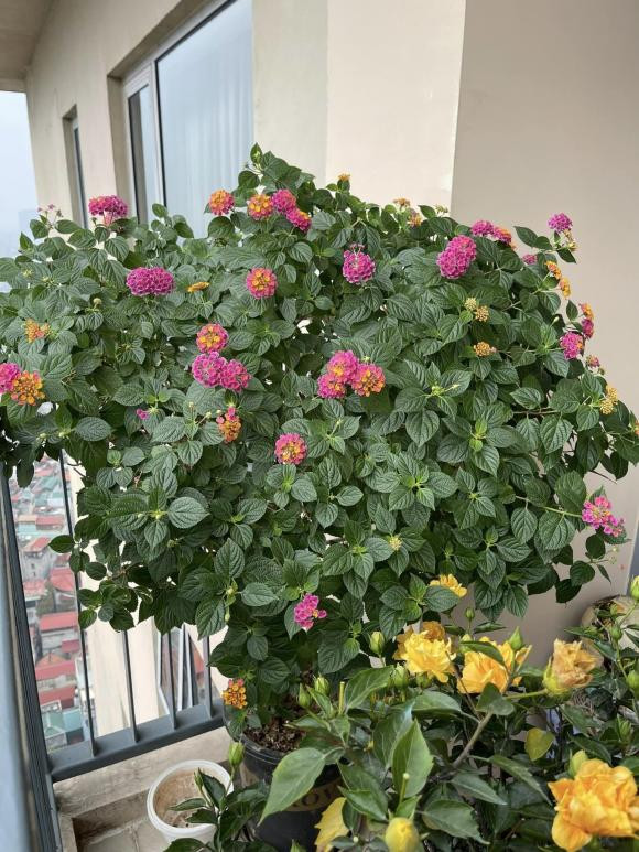 MC Thành Trung khoe penthouse rực sắc hoa đón Tết - Hình 2 MC Thanh Trung khoe penthouse ruc sac hoa don Tet-Hinh-2