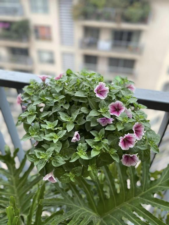 MC Thành Trung khoe penthouse rực sắc hoa đón Tết - Hình 3 MC Thanh Trung khoe penthouse ruc sac hoa don Tet-Hinh-3