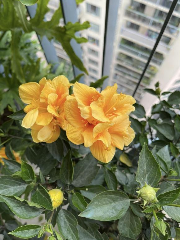 MC Thành Trung khoe penthouse rực sắc hoa đón Tết - Hình 8 MC Thanh Trung khoe penthouse ruc sac hoa don Tet-Hinh-8