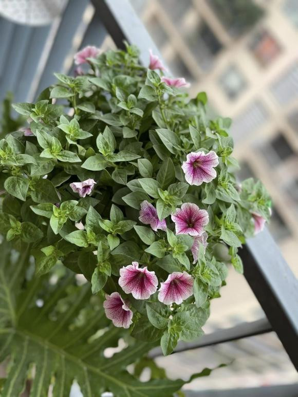 MC Thành Trung khoe penthouse rực sắc hoa đón Tết - Hình 9 MC Thanh Trung khoe penthouse ruc sac hoa don Tet-Hinh-9