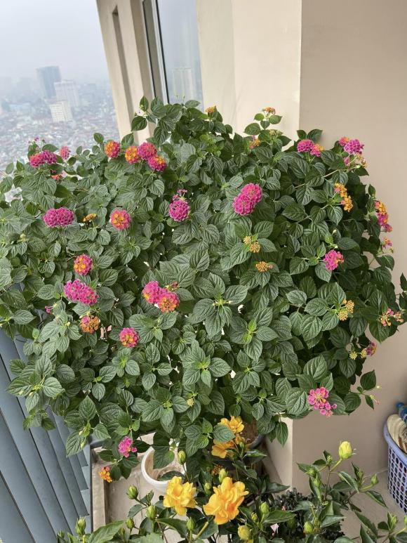 MC Thành Trung khoe penthouse rực sắc hoa đón Tết - Hình 10 MC Thanh Trung khoe penthouse ruc sac hoa don Tet-Hinh-10