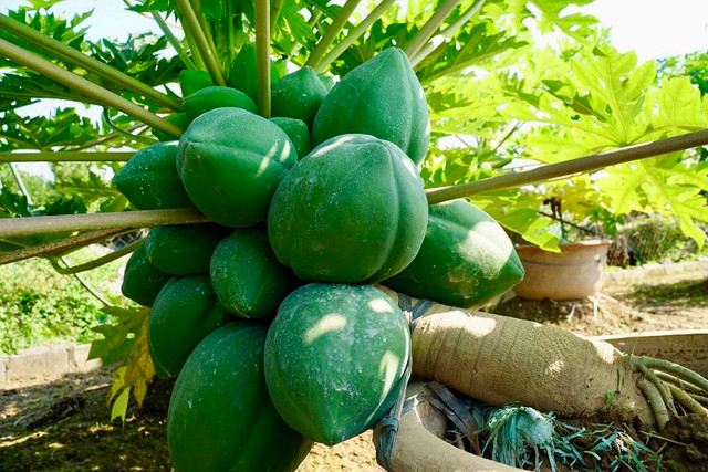 Can canh du du bonsai triu qua cho khach ruoc ve choi Tet-Hinh-10