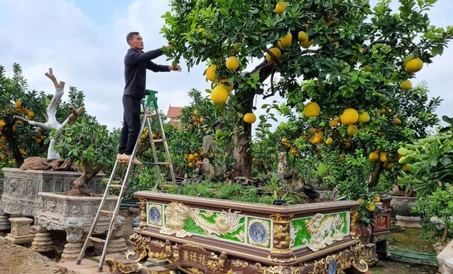 Tận mục chậu cây cảnh dát vàng tiền tỷ chờ đại gia mua về chơi Tết Tan muc chau cay canh dat vang tien ty cho dai gia mua ve choi Tet