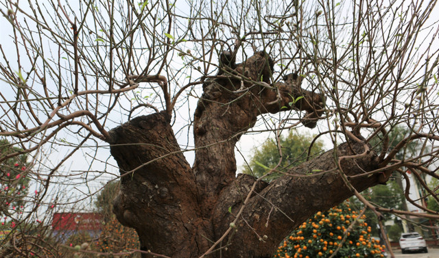 Cận cảnh những gốc đào cổ thụ giá trăm triệu dịp Tết 2023 - Hình 3 Can canh nhung goc dao co thu gia tram trieu dip Tet 2023-Hinh-3