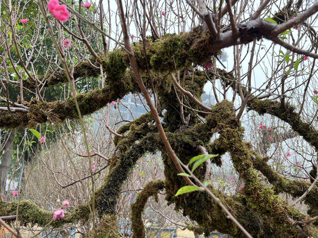 Cận cảnh những gốc đào cổ thụ giá trăm triệu dịp Tết 2023 - Hình 10 Can canh nhung goc dao co thu gia tram trieu dip Tet 2023-Hinh-10