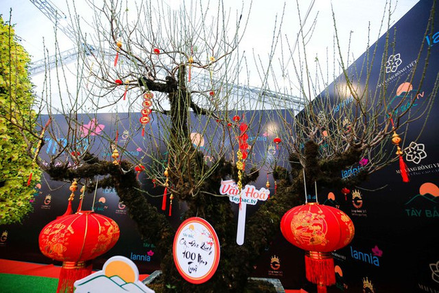 Cận cảnh những gốc đào cổ thụ giá trăm triệu dịp Tết 2023 - Hình 5 Can canh nhung goc dao co thu gia tram trieu dip Tet 2023-Hinh-5