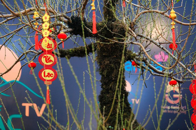 Cận cảnh những gốc đào cổ thụ giá trăm triệu dịp Tết 2023 - Hình 7 Can canh nhung goc dao co thu gia tram trieu dip Tet 2023-Hinh-7