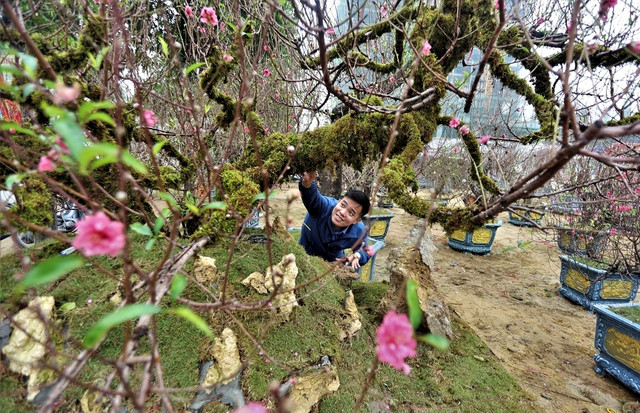 Cận cảnh những gốc đào cổ thụ giá trăm triệu dịp Tết 2023 - Hình 9 Can canh nhung goc dao co thu gia tram trieu dip Tet 2023-Hinh-9