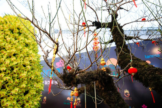 Cận cảnh những gốc đào cổ thụ giá trăm triệu dịp Tết 2023 - Hình 6 Can canh nhung goc dao co thu gia tram trieu dip Tet 2023-Hinh-6