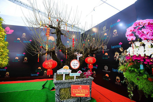 Cận cảnh những gốc đào cổ thụ giá trăm triệu dịp Tết 2023 - Hình 4 Can canh nhung goc dao co thu gia tram trieu dip Tet 2023-Hinh-4