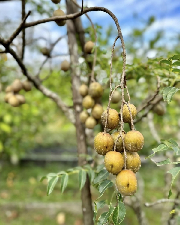 Khu vườn rộng như khu du lịch sinh thái của Mỹ Tâm - Hình 8 Khu vuon rong nhu khu du lich sinh thai cua My Tam-Hinh-8