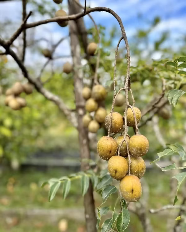 Khu vuon rong nhu khu du lich sinh thai cua My Tam-Hinh-8