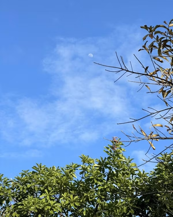 Khu vuon rong nhu khu du lich sinh thai cua My Tam-Hinh-6